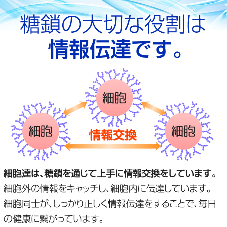シーズ糖鎖