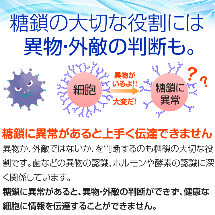 シーズ糖鎖